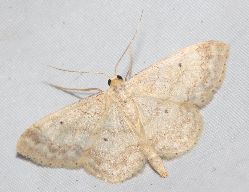 Idaea biselata - mocsári sávosaraszoló