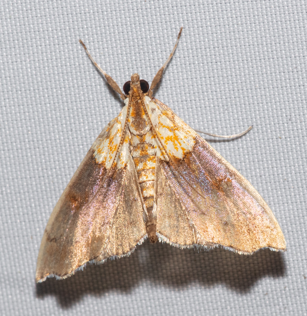 Agrotera nemoralis - ligeti tűzmoly