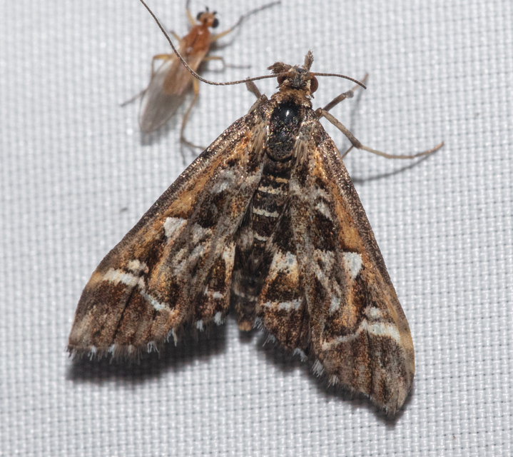 Diasemia reticularis - betűmintás tűzmoly