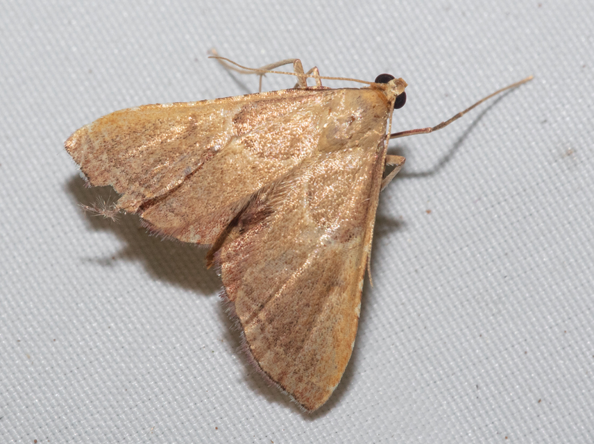 Endotricha flammealis - tüzesszárnyú fényilonca