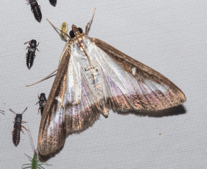Cydalima perspectalis - puszpáng-tűzmoly
