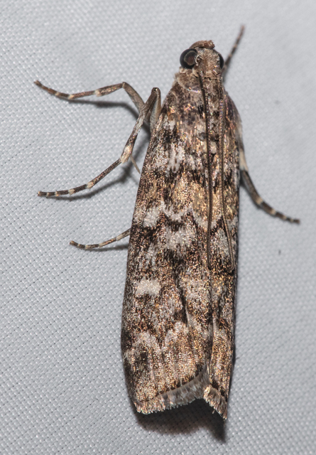 Dioryctria