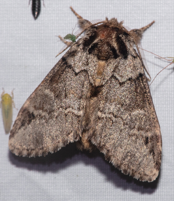 Drymonia obliterata - feketefoltos púposszövő