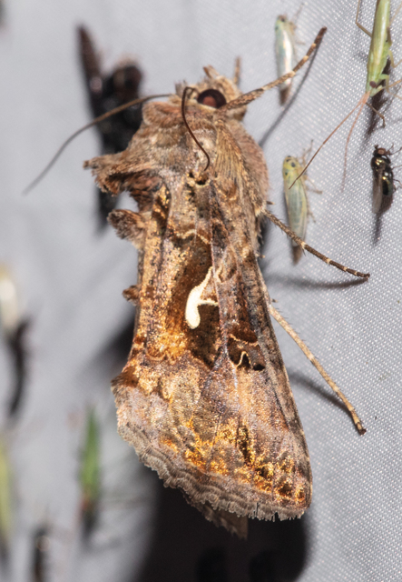 Autographa gamma - gammalepke
