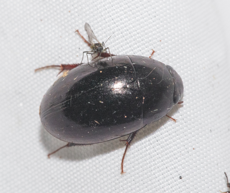 Limnoxenus niger - fekete csibor