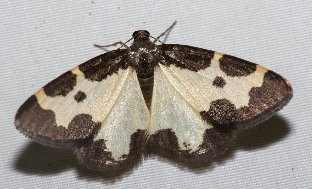 Lomaspilis marginata - szegélyes nyárfaaraszoló