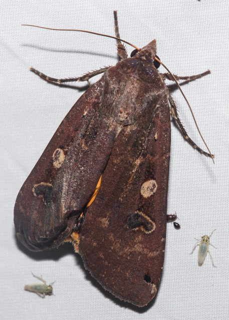 Noctua pronuba - nagy sárgafűbagoly