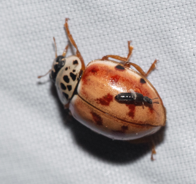 Harmonia quadripunctata - négypettyes katica