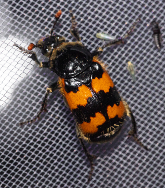 Nicrophorus vespillo - közönséges temetőbogár