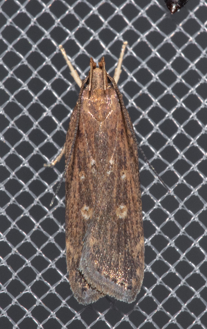 Helcystogramma triannulella - szuláksodró lápimoly