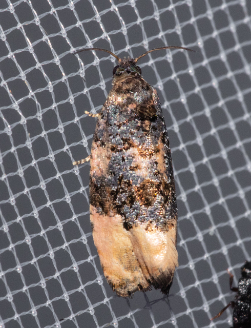 Metendothenia atropunctana - pettyes tükrösmoly