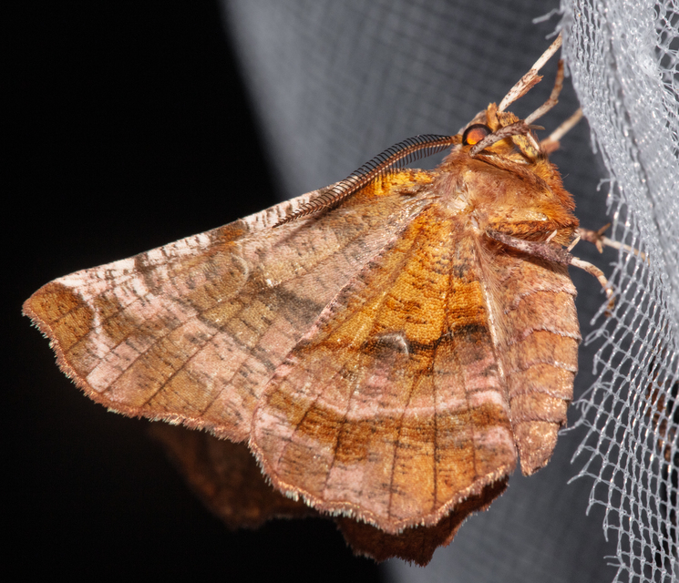 Selenia dentaria - kétfoltos holdasaraszoló