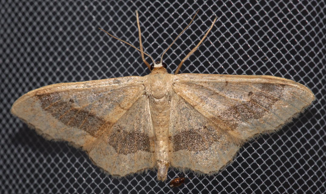 Idaea aversata - nagy sávosaraszoló