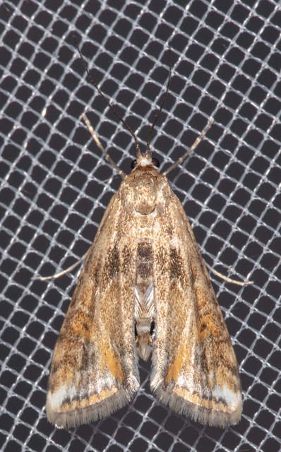 Cataclysta lemnata - békalencsemoly