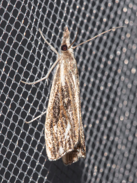 Catoptria verellus - kormos fűgyökérmoly