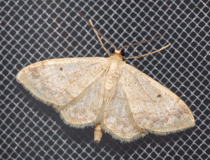 Idaea biselata - mocsári sávosaraszoló