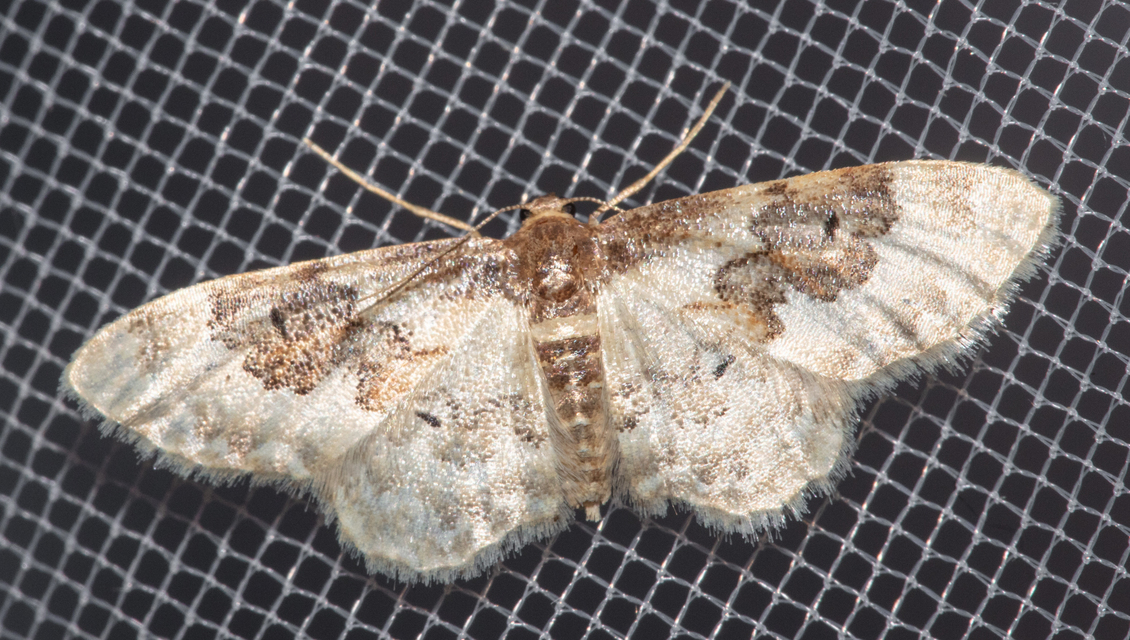 Idaea rusticata - tarka apróaraszoló