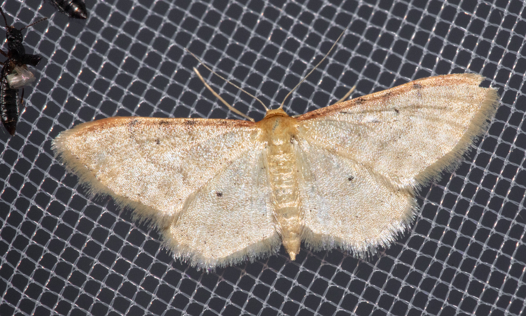 Idaea humiliata - vörösszélű apróaraszoló