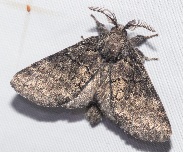 Gluphisia crenata - kormos púposszövő