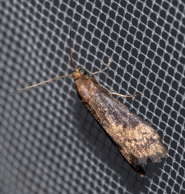 Euzophera fuliginosella - kormostövű karcsúmoly