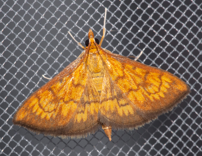 Ecpyrrhorrhoe rubiginalis - rozsdavörös tűzmoly