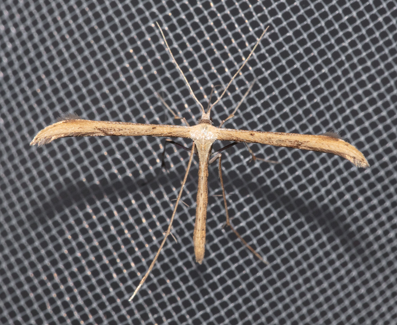 Pterophoridae - tollasmolyfélék