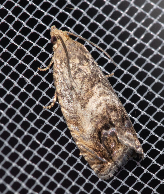 Cydia splendana - tölgymakkmoly