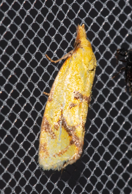 Agapeta hamana - közönséges sárgamoly