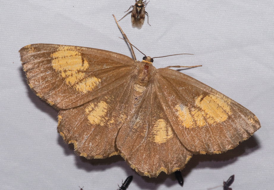 Angerona prunaria - sárga kökényaraszoló