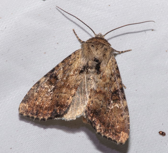Loscopia scolopacina - csinos dudvabagoly
