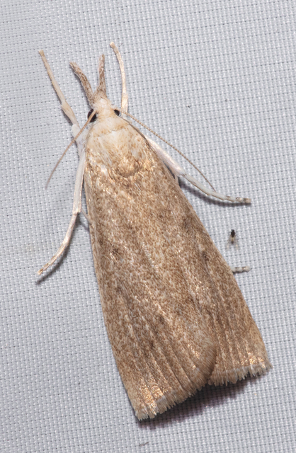 Calamotropha paludella - barna nádlevélmoly