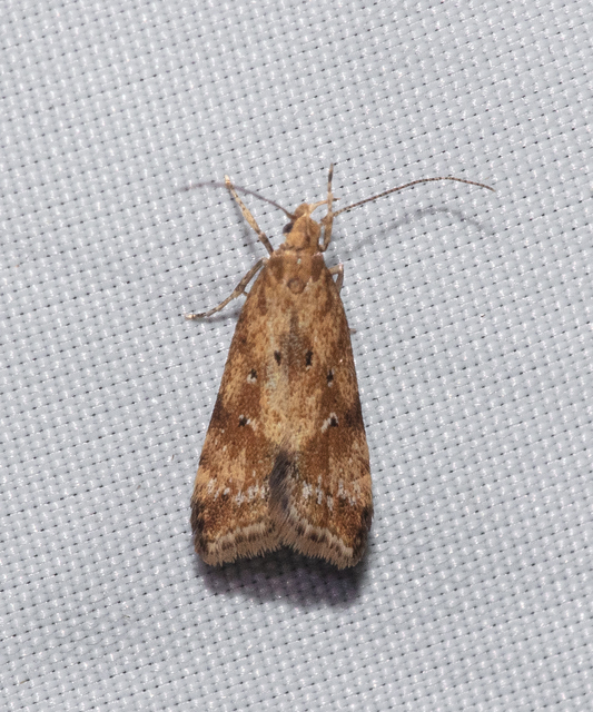 Brachmia blandella - fészeklakó lápimoly