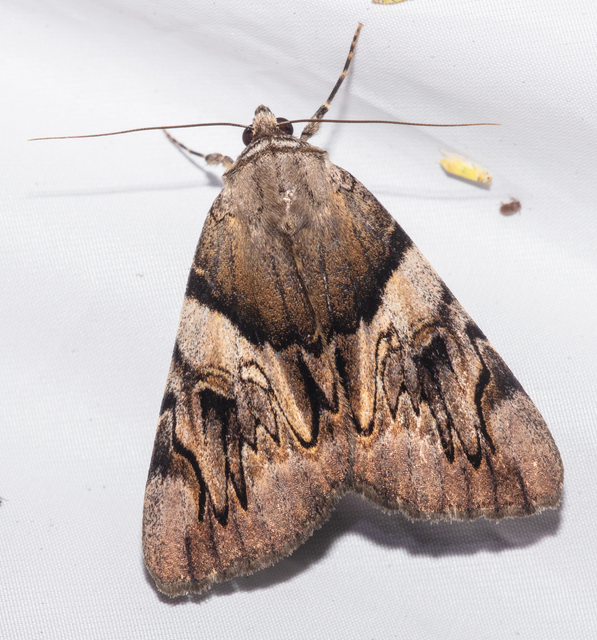 Catocala fulminea - galagonya-övesbagoly