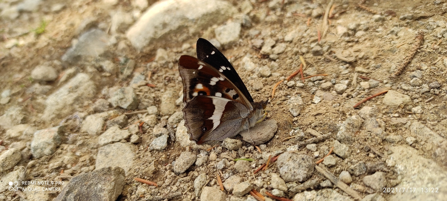 Apatura iris - nagy színjátszólepke