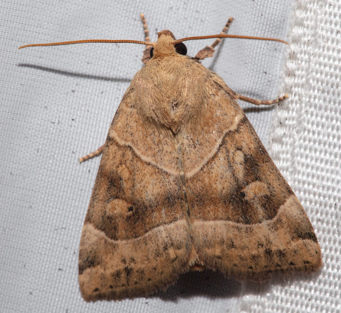 Cosmia trapezina - közönséges lombbagoly
