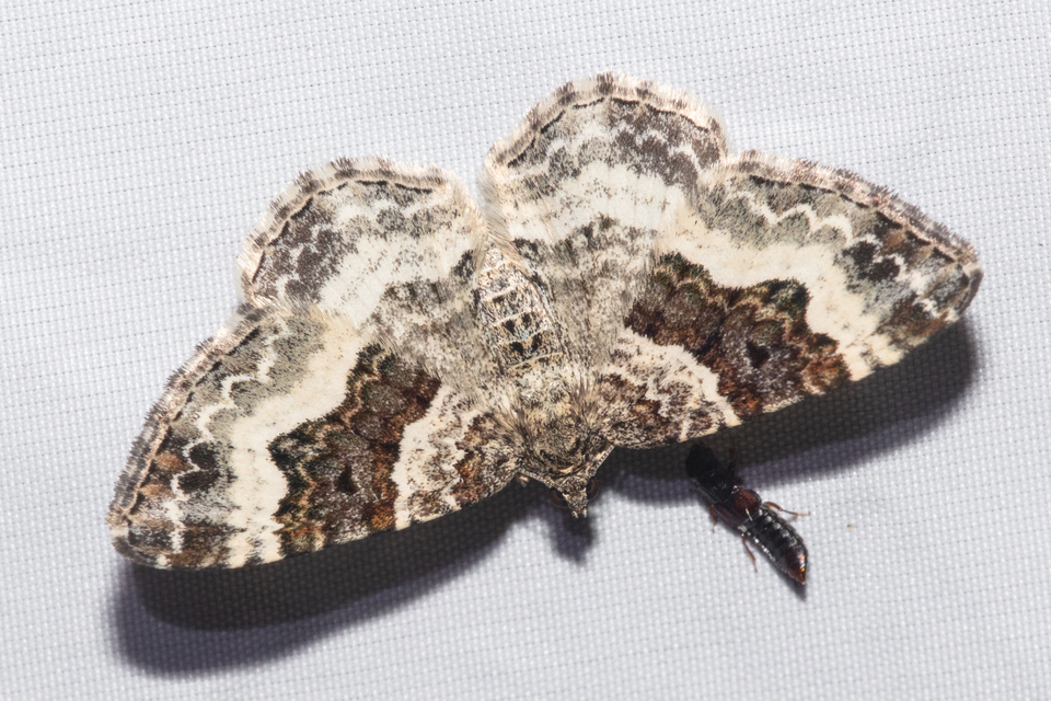 Epirrhoe alternata - galaj-tarkaaraszoló