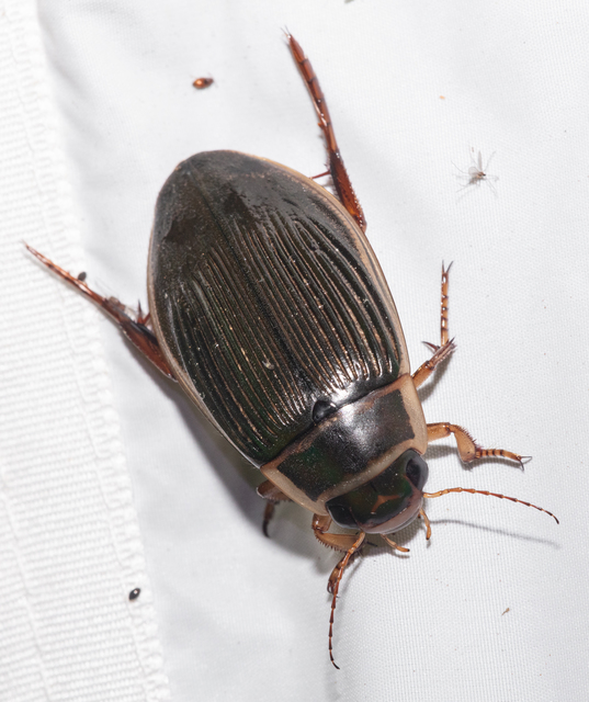 Dytiscus marginalis - szegélyes csíkbogár