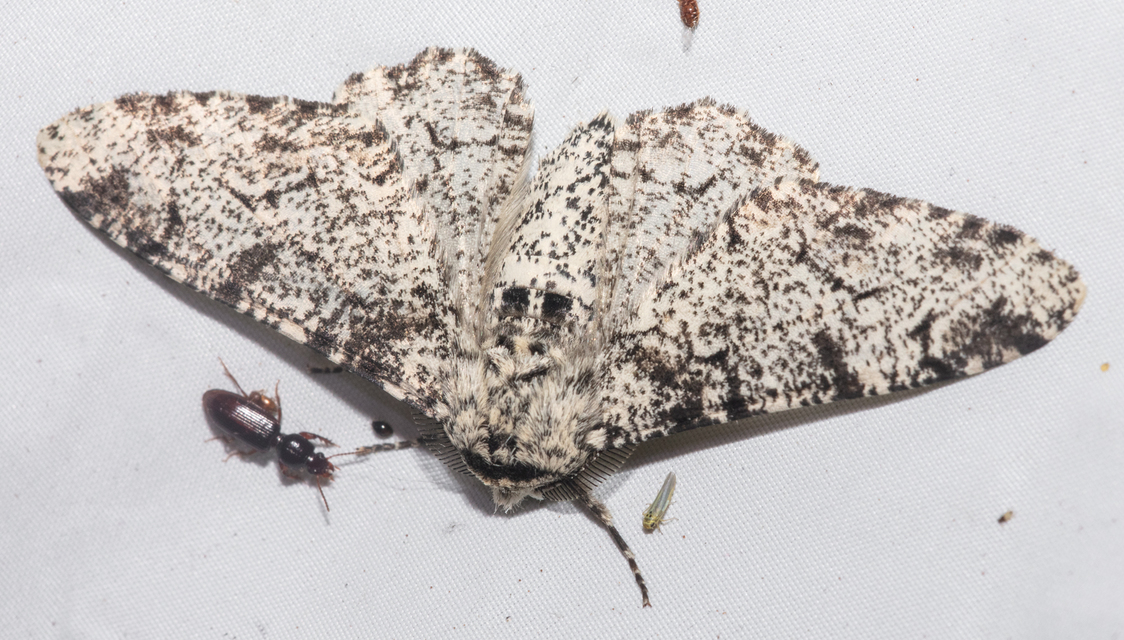 Biston betularia - szürkepettyes araszoló