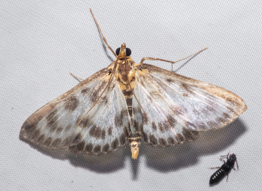Anania hortulata - tarka csalánmoly