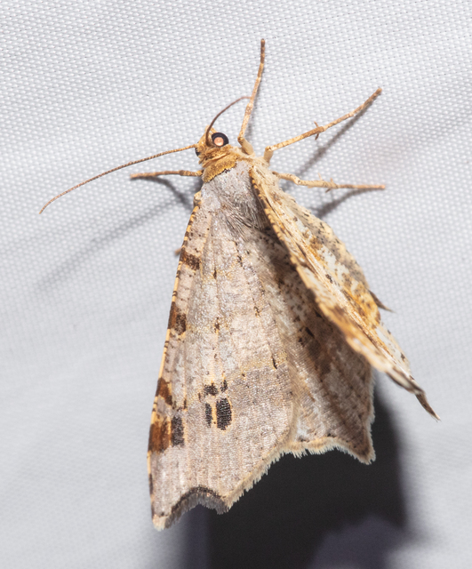 Macaria alternata - közönséges szürkearaszoló