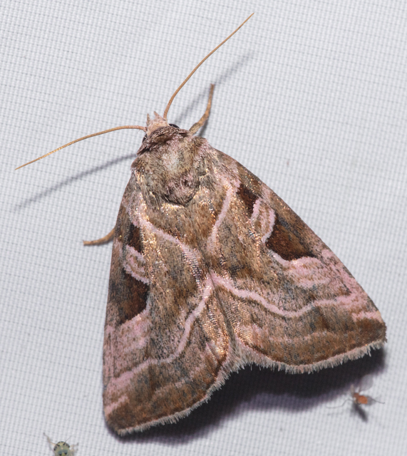Eucarta virgo - mocsári ametisztbagoly