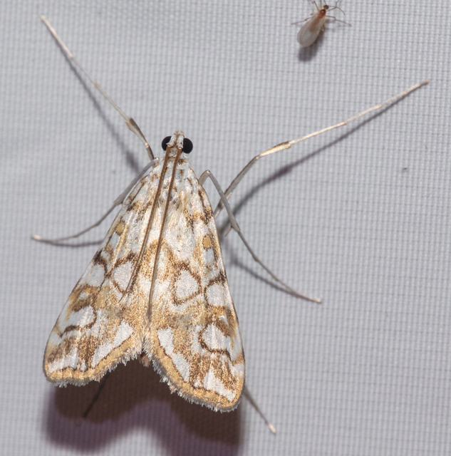 Elophila nymphaeata - tarka vízimoly