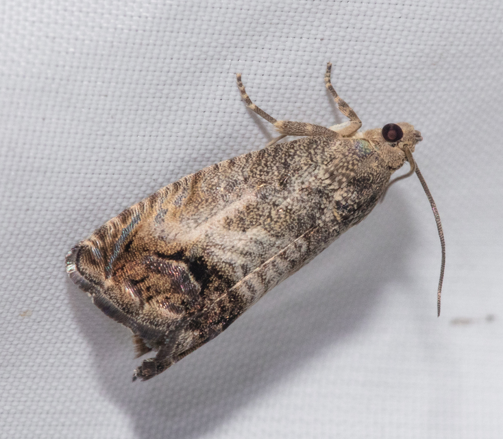 Cydia splendana - tölgymakkmoly