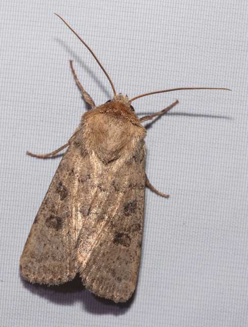 Hoplodrina octogenaria - barna selymesbagoly