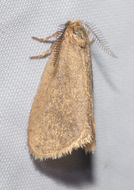 Bijugis bombycella - alkonyati zsákhordólepke