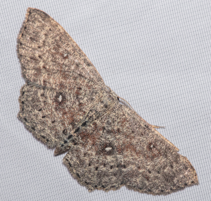 Cyclophora pendularia - fűzfa-pettyesaraszoló