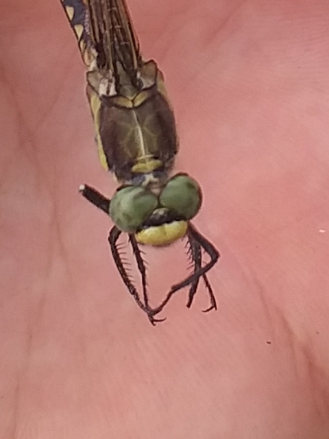 Orthetrum albistylum - fehérfarkú pásztorszitakötő