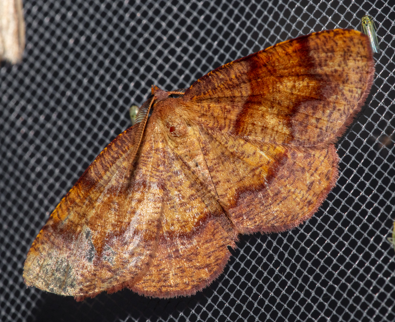 Plagodis pulveraria - szemcsés araszoló