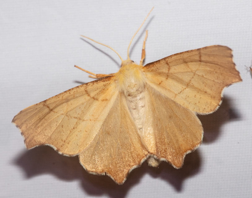 Ennomos erosaria - hársfa-levélaraszoló