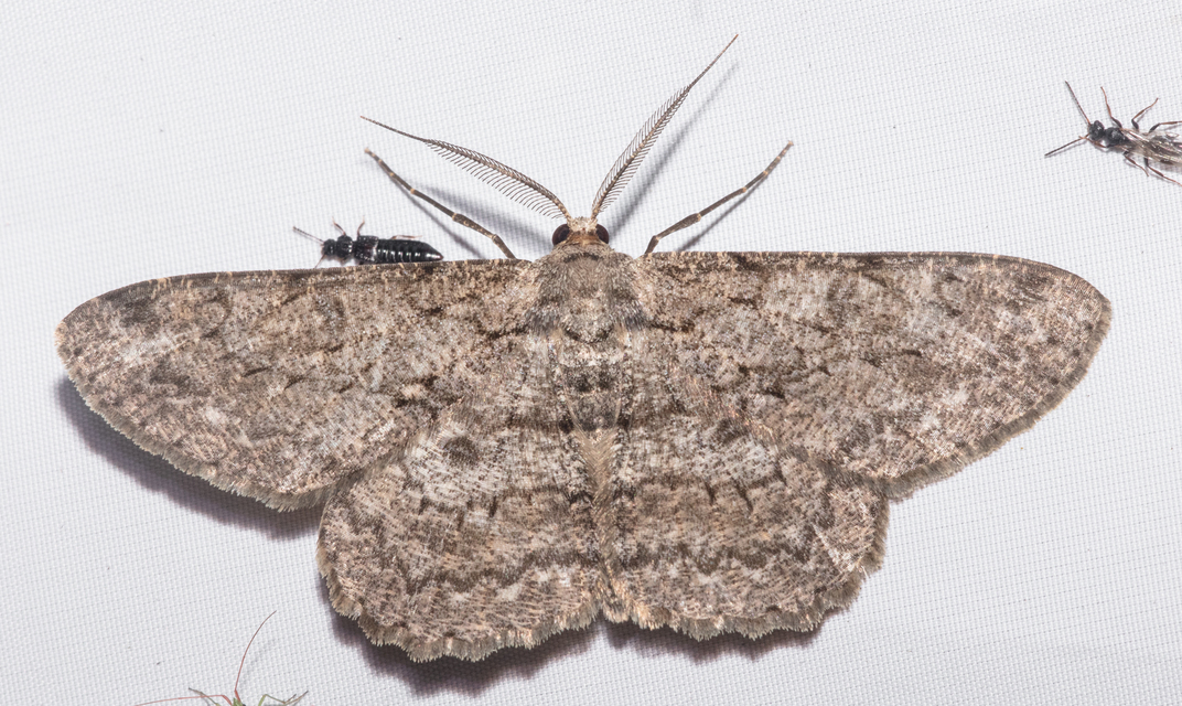 Hypomecis punctinalis - pettyes faaraszoló